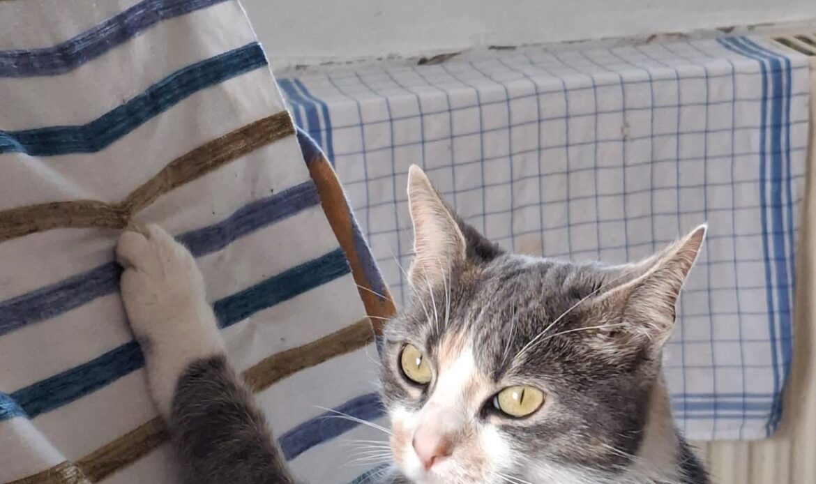 Grauweiße Katze sitzt am Tisch und hält mit einer Pfote ein gestreiftes Tuch fest.