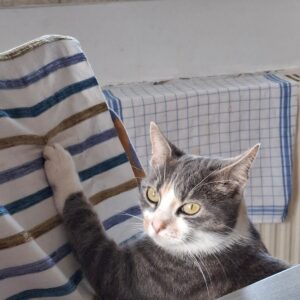 Grauweiße Katze sitzt am Tisch und hält mit einer Pfote ein gestreiftes Tuch fest.