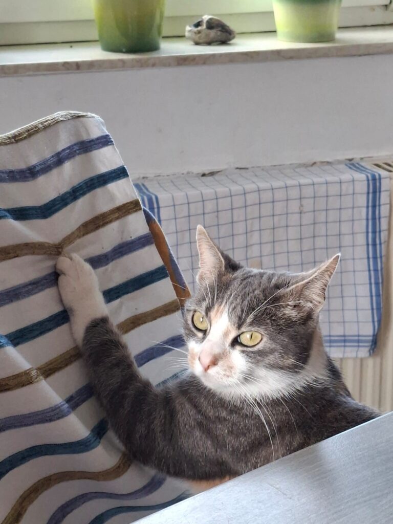 Grauweiße Katze sitzt am Tisch und hält mit einer Pfote ein gestreiftes Tuch fest.