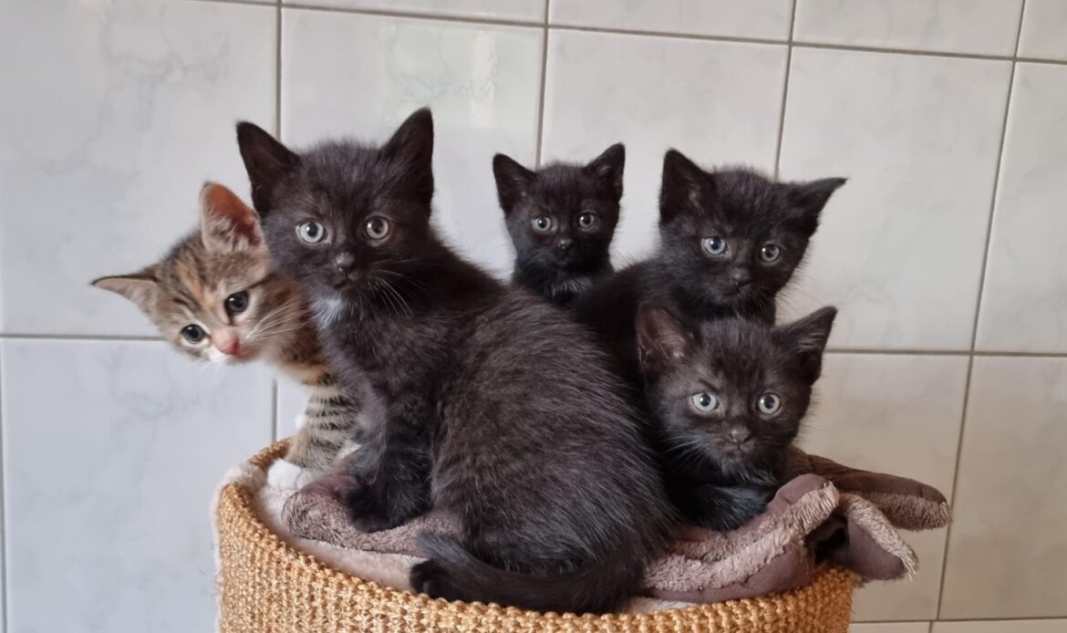 Fünf junge Katzen sitzen eng zusammen in einem geflochtenen Korb und schauen neugierig in die Kamera.