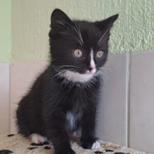 Schwarzes Katzenbaby mit weißer Brust sitzt auf einer weichen Unterlage und blickt aufmerksam zur Seite.