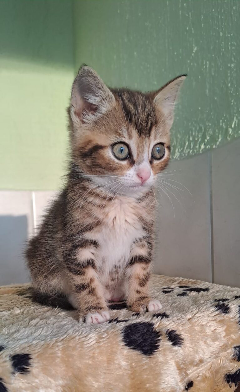 Junges, getigertes Katzenbaby sitzt auf einer weichen Decke und blickt aufmerksam zur Seite.