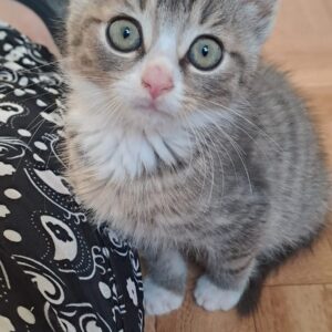Graues, getigertes Katzenbaby mit großen Augen sitzt auf einem Holzboden und schaut neugierig nach oben.