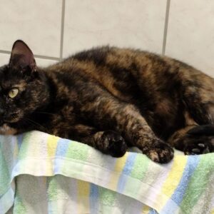 Schildpattkatze liegt entspannt auf einem gefalteten Handtuch vor einer gefliesten Wand.