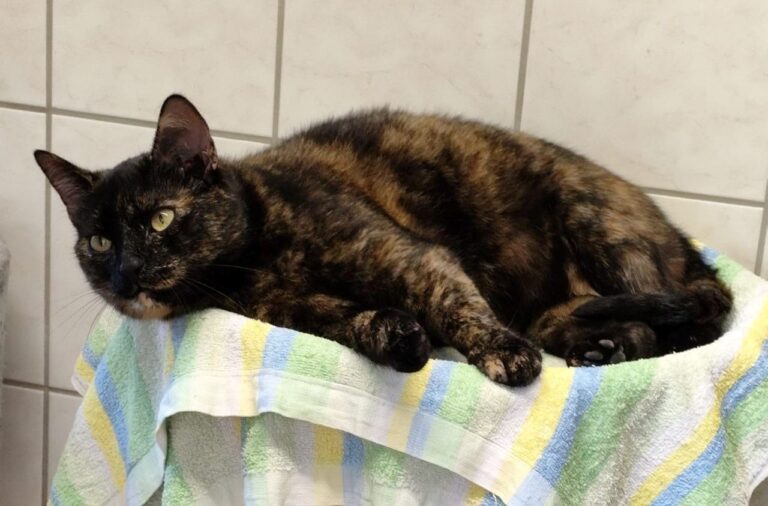 Schildpattkatze liegt entspannt auf einem gefalteten Handtuch vor einer gefliesten Wand.