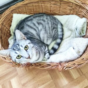 Silbergraue, getigerte Katze liegt eingerollt in einem Weidenkorb auf einem Handtuch und schaut nach oben.