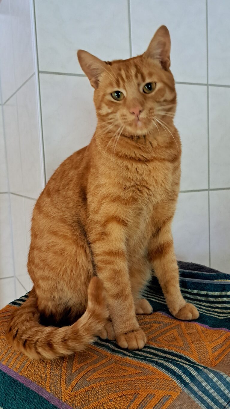 Orangefarbener Kater sitzt auf einer Decke und blickt ruhig in die Kamera.