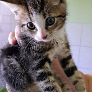 Kleines getigertes Kätzchen mit weißer Schnauze wird vorsichtig in einer Hand gehalten.