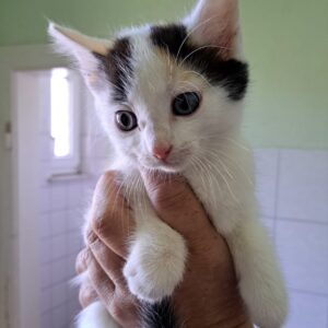 Weißes Kätzchen mit schwarzen und orangefarbenen Flecken wird vorsichtig in einer Hand gehalten.