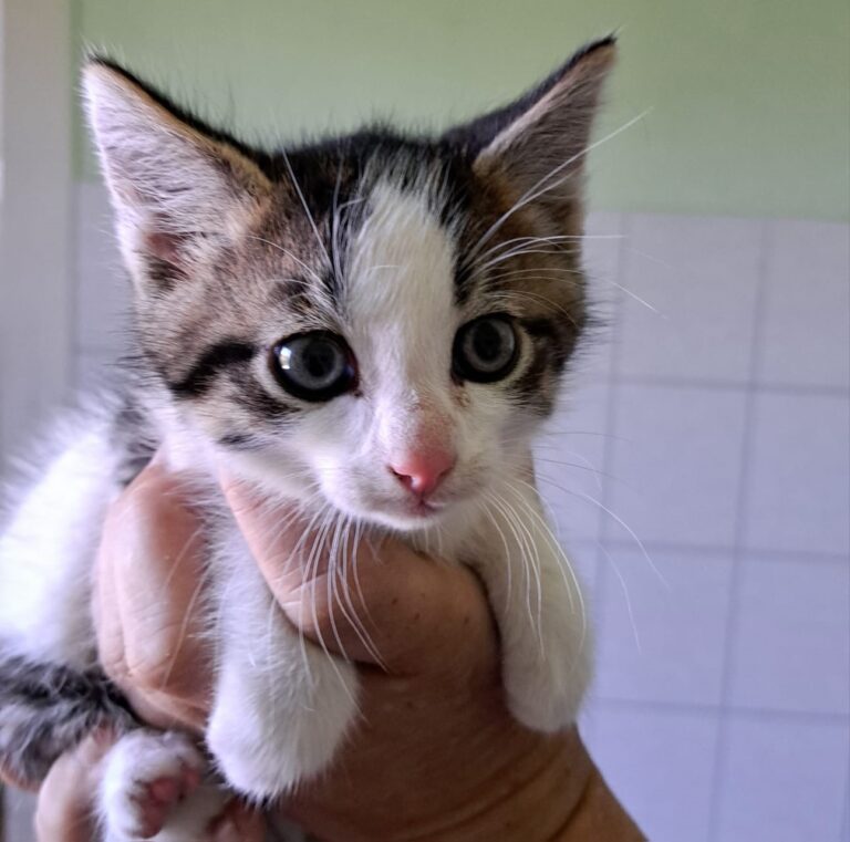 Ein kleines Kätzchen mit großen Augen wird vorsichtig in einer Hand gehalten.