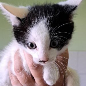 Ein junges schwarz-weißes Kätzchen wird vorsichtig in einer Hand gehalten und blickt in die Kamera.