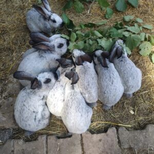 Mehrere graue Kaninchen sitzen dicht beieinander und fressen grüne Zweige auf Stroh.