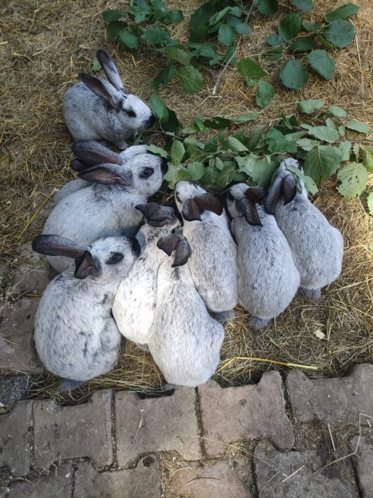 Mehrere graue Kaninchen sitzen dicht beieinander und fressen grüne Zweige auf Stroh.