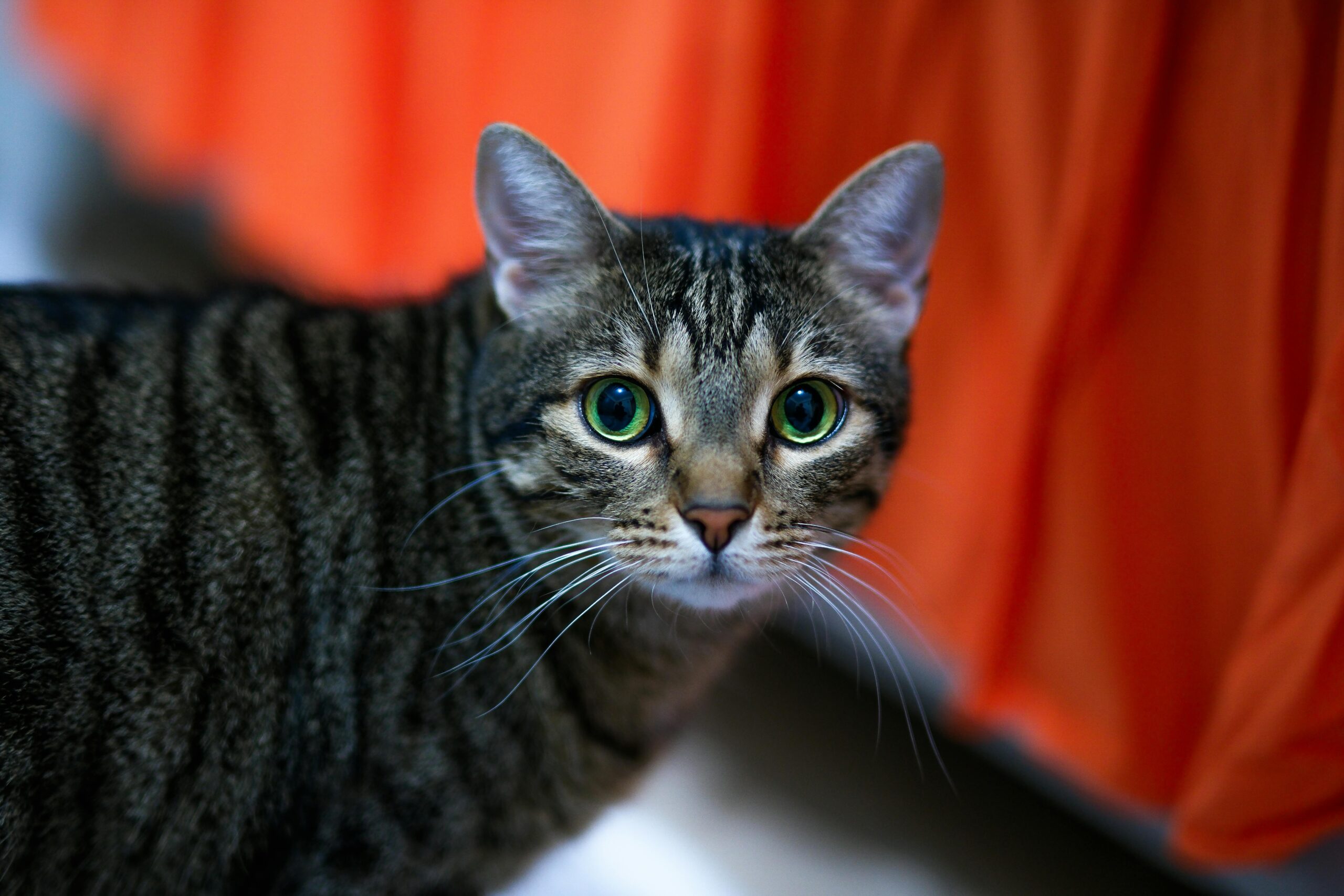 Getigerte Katze mit leuchtend grünen Augen blickt direkt in die Kamera, orangefarbener Hintergrund.