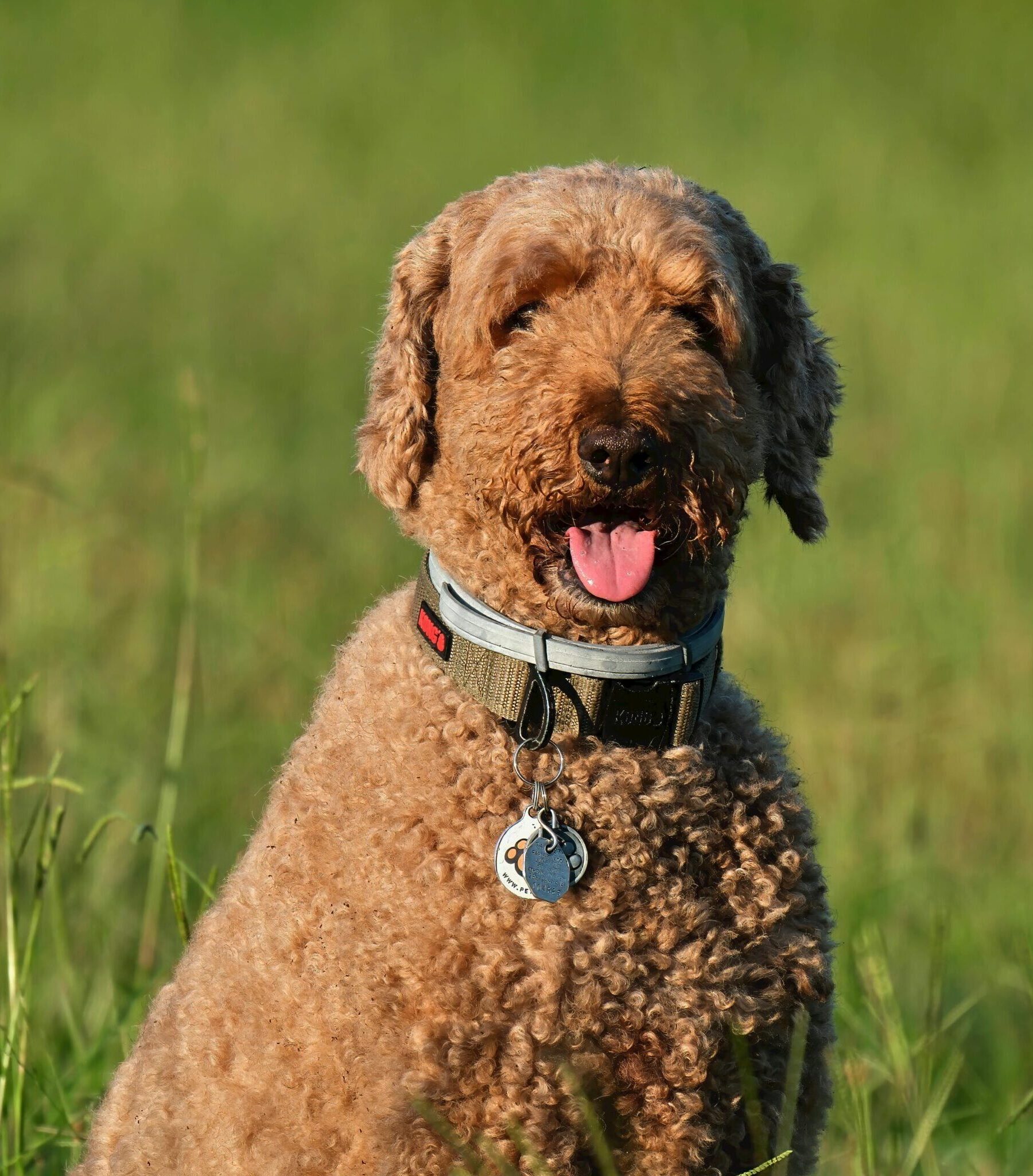Ein mittelgroßer, brauner Hund mit lockigem Fell sitzt im hohen Gras und schaut freundlich in die Kamera.