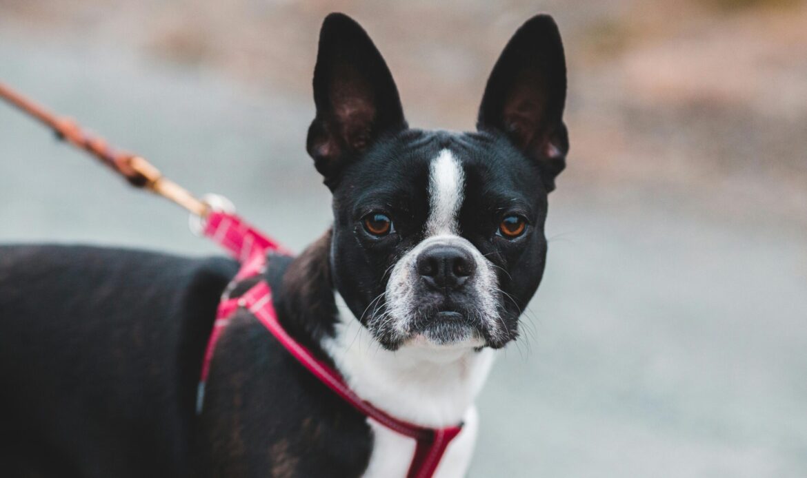 Schwarz-weißer Hund mit aufgerichteten Ohren an roter Leine, blickt in die Kamera.