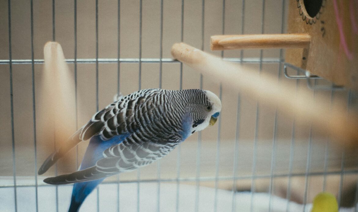 Ein Wellensittich sitzt in einem Käfig auf einer Stange.