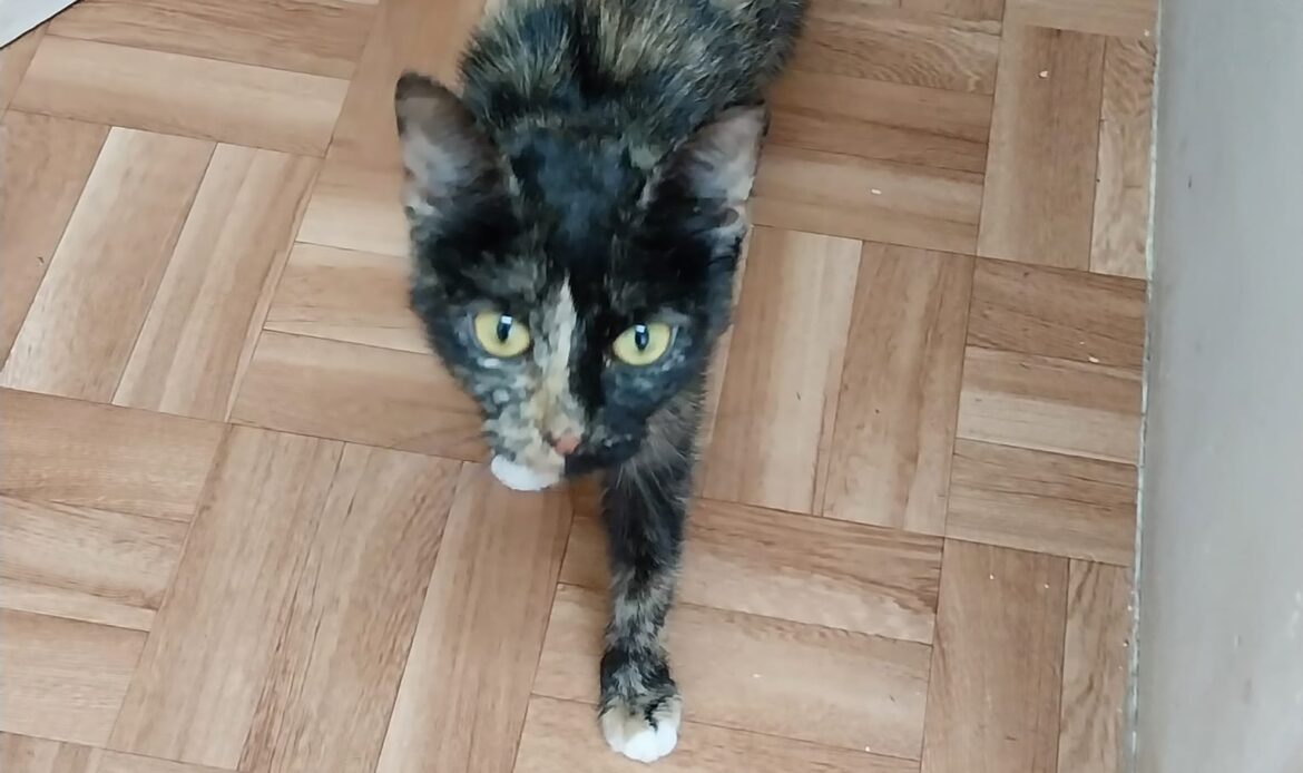 Schildpattkatze mit gelben Augen läuft über einen Holzboden und blickt direkt nach oben in die Kamera.