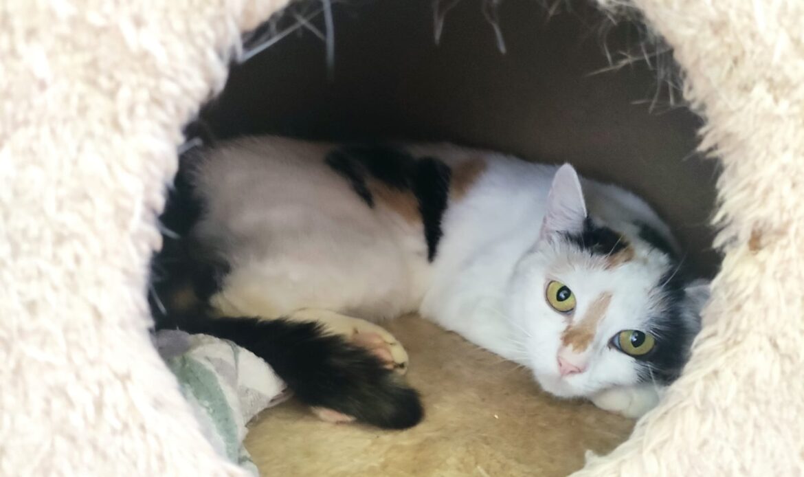 Dreifarbige Katze liegt zusammengerollt in einer weichen Katzenhöhle und blickt mit gelben Augen zur Kamera.