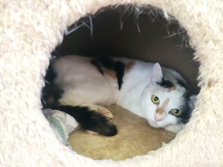 Dreifarbige Katze liegt zusammengerollt in einer weichen Katzenhöhle und blickt mit gelben Augen zur Kamera.