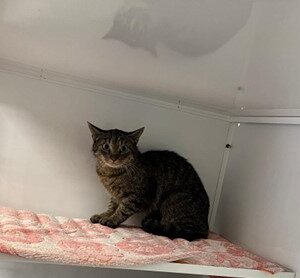 Getigerte Katze sitzt zusammengekauert auf einer gepolsterten Ablage in einer weißen Transport- oder Quarantänebox.