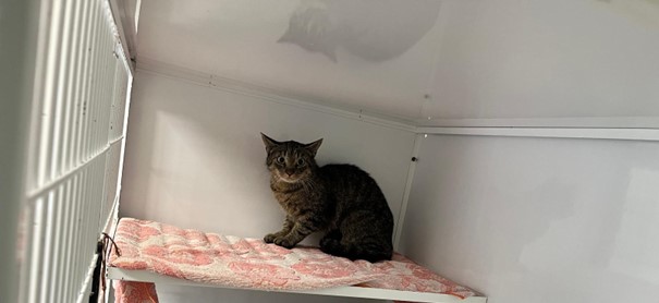 Getigerte Katze sitzt zusammengekauert auf einer gepolsterten Ablage in einer weißen Transport- oder Quarantänebox.