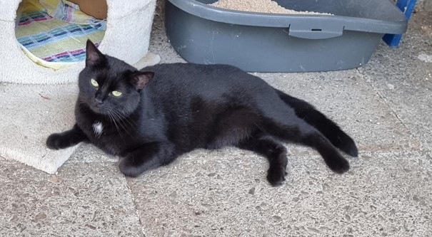 Schwarze Katze mit grünen Augen liegt entspannt auf einem Betonboden neben einer Katzentoilette und einem Kratzbaum.