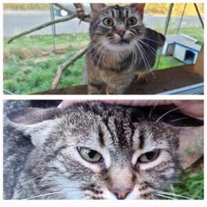 Getigerte Katze mit großen, wachsamen Augen steht im Außengehege; darunter eine Nahaufnahme ihres Gesichts, während sie sanft am Kopf gestreichelt wird.