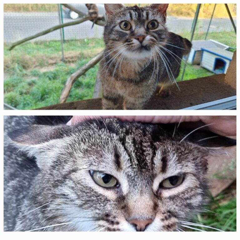 Getigerte Katze mit großen, wachsamen Augen steht im Außengehege; darunter eine Nahaufnahme ihres Gesichts, während sie sanft am Kopf gestreichelt wird.